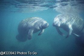 Manatees